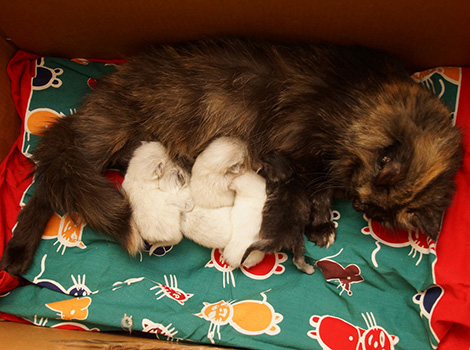Fedotia mit Kitten am 8. Februar 2020